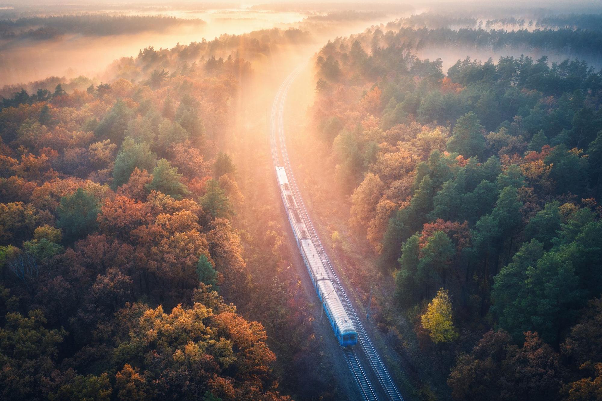 Vista de pájaro de un tren que recorre un frondoso bosque.