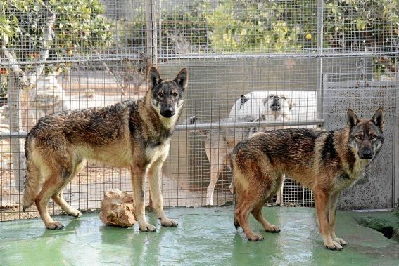 Guillermo Novoa züchtet in Inca im Inselinnern von Mallorca Iberische Wolfshunde. Es ist eine Rasse, die es zuvor nicht gab. Seine Hündin hat gerade zehn Welpen geworfen.