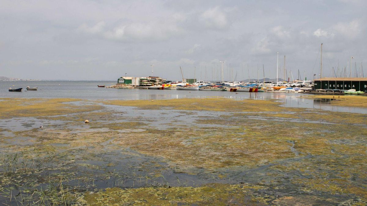 Ova verde en la playa de Los Nietos generada por el exceso de nutrientes en el Mar Menor.