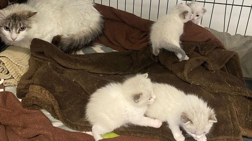 Rescaten d&#039;entre la neu una gata i els quatre cadells que acabava de parir a Alp
