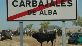 Carbajales revivirá los días 8 y 10 de septiembre los espantos con ocho toros bravos y doce bueyes