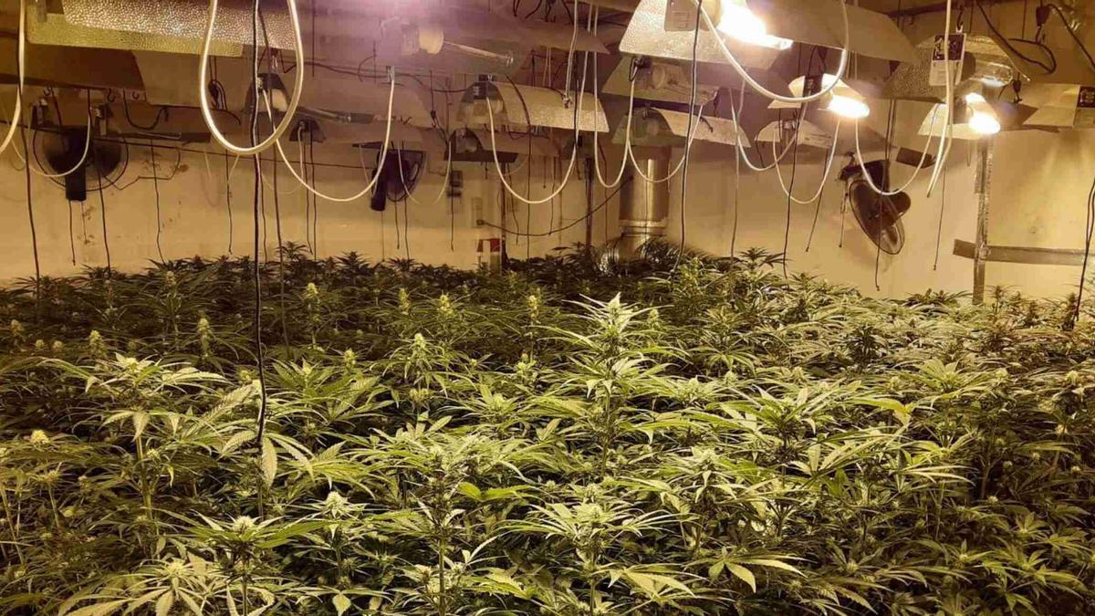 Imagen de una plantación interior de marihuana.