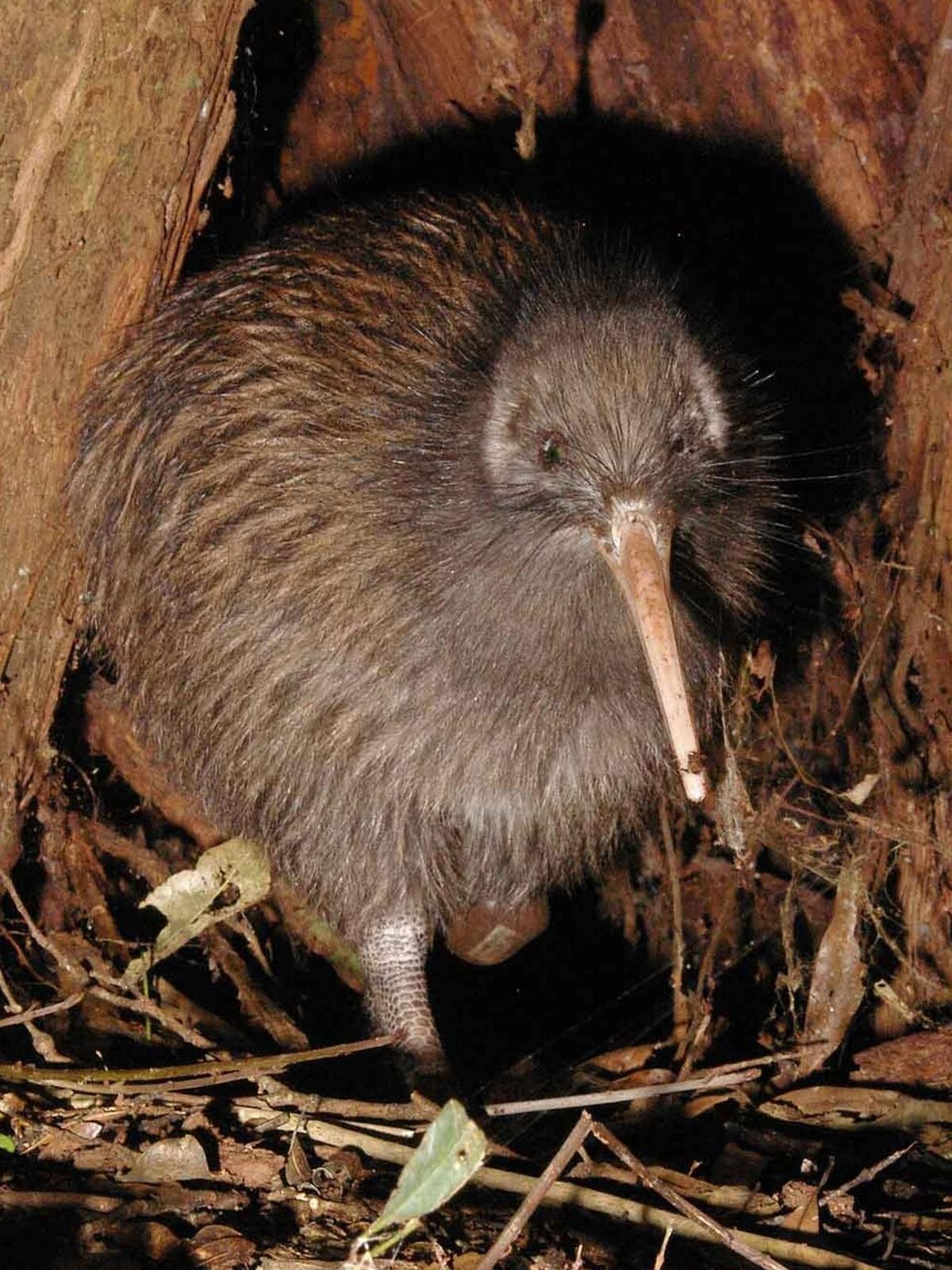 Los kiwis son emblema nacional de Nueva Zelanda.