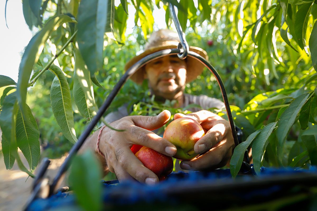 La finca La Veguilla se encuentra en plena recolección