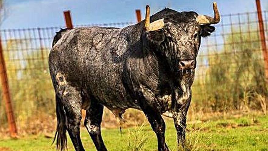 &quot;Granadito IV&quot;, el toro que los benaventanos correrán en Yuncos.