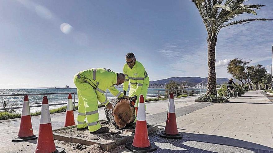 Varios operarios se dedicaron a retirar los trozos de Ã¡rboles resquebrajados por el viento.