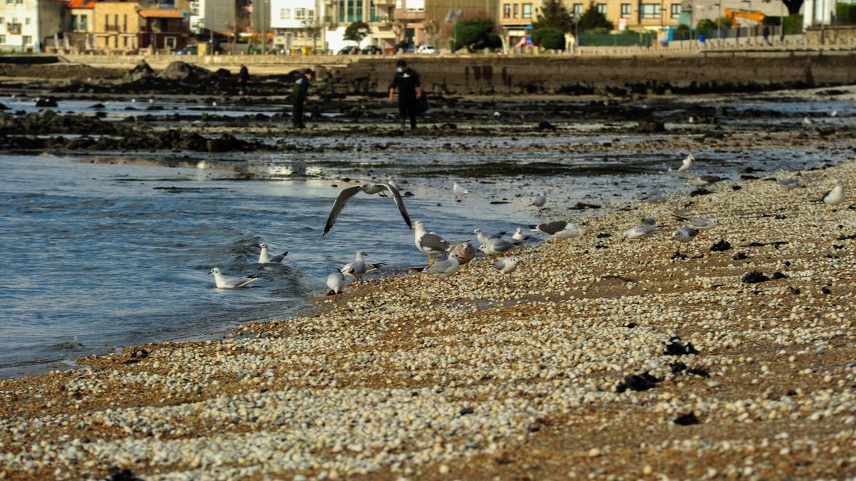 Marisco muerto en la playa Compostela (Vilagarcía).