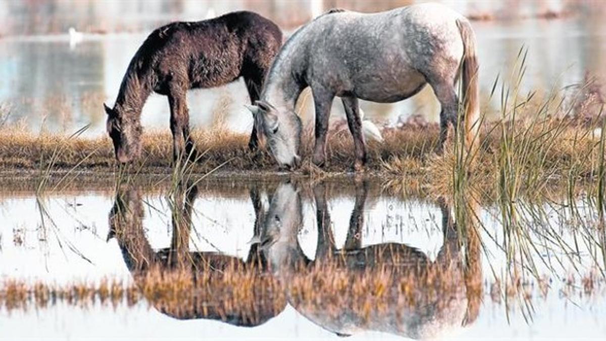 Dos caballos de la Camarga y una garcilla bueyera beben agua apaciblemente en un arrozal del delta del Ebre.