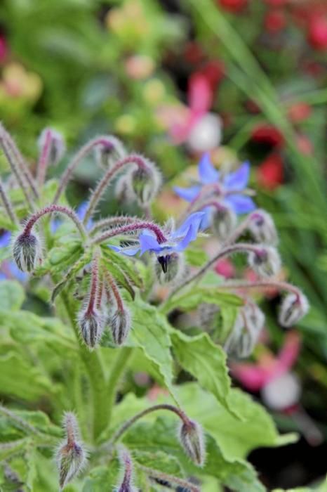 In ihrem Garten bei Sencelles züchtet Heide Göbel wilde Kräuter, Gemüse sowie Zierpflanzen mit Blüten, die nicht nur essbar sind, sondern richtig gut schmecken.