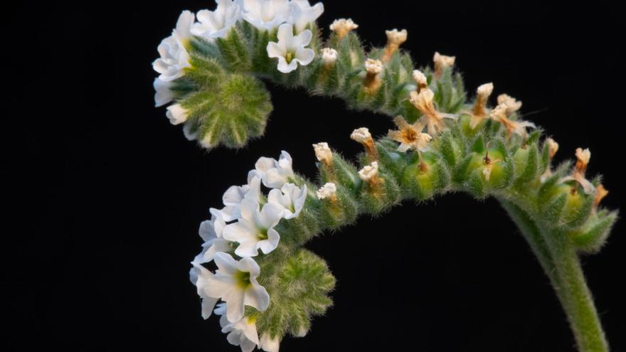 Detalle de la inflorescenciade la verrucaria.