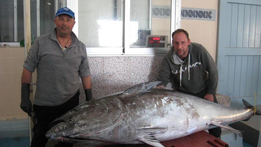 Capturan en Castellón un atún rojo de 218 kilos: hacía décadas que no se pescaba un megaejemplar así