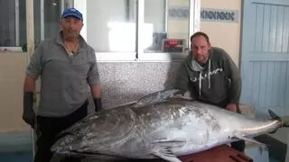 Capturan en Vinaròs un atún rojo de 218 kilos: hacía décadas que no se pescaba un megaejemplar así
