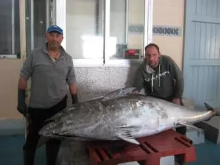 Capturan en Castellón un atún rojo de 218 kilos: hacía décadas que no se pescaba un megaejemplar así