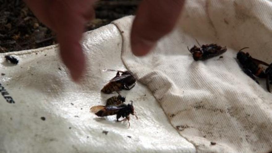 Les vespes asiàtiques són dues o tres vegades més grosses