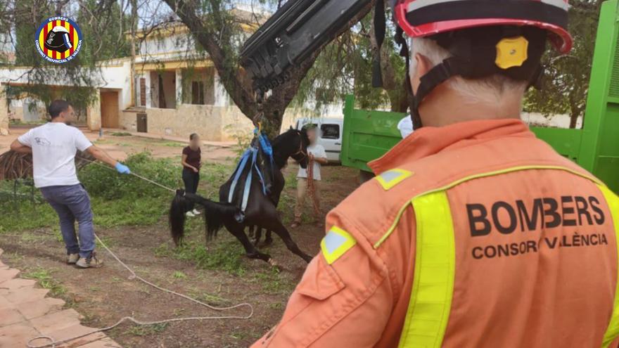 Los bomberos rescatan a un caballo que cayó en una piscina en Bétera