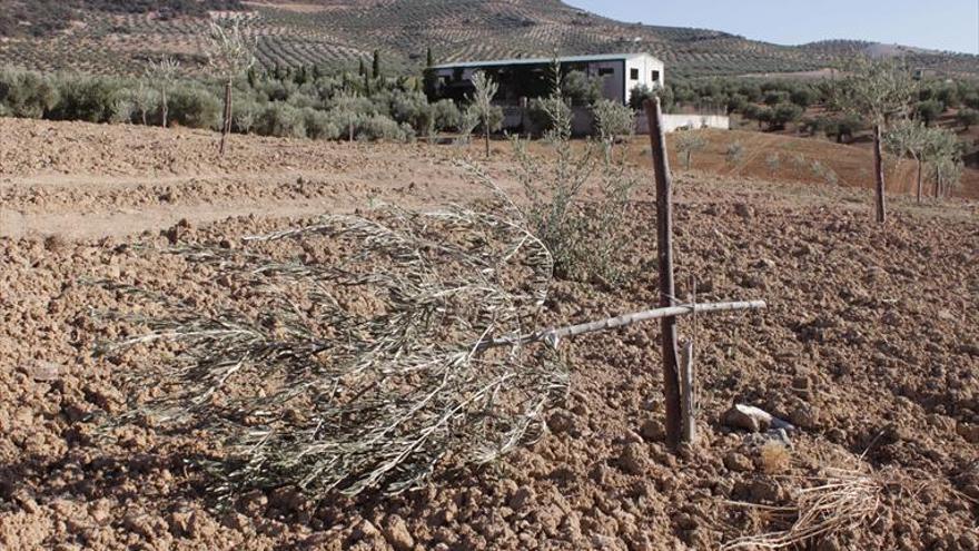 Denuncian ante la Guardia Civil la tala de unos 60 plantones de olivo
