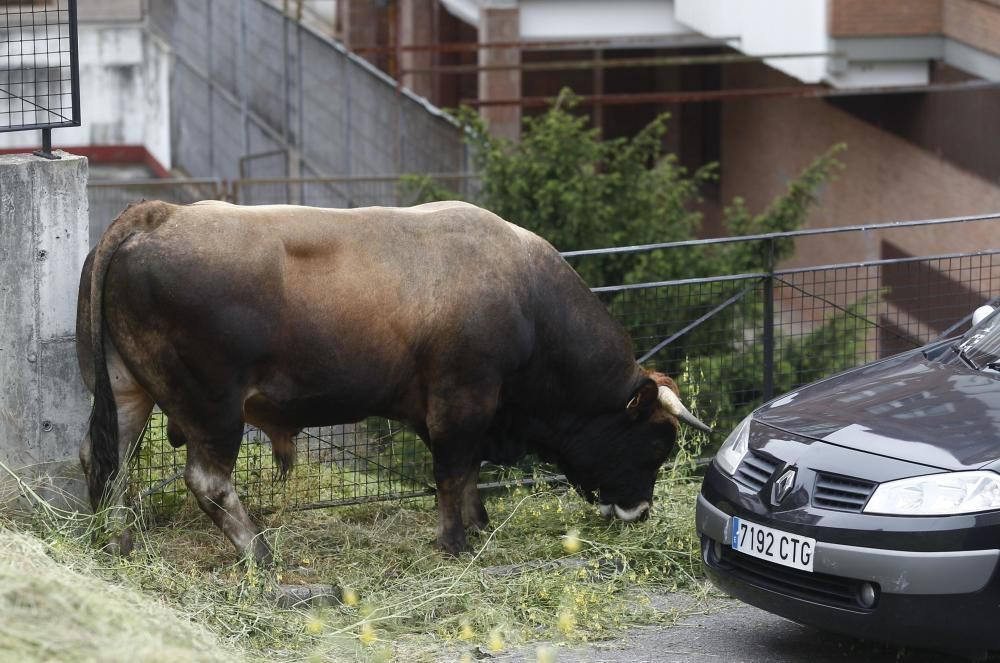 Un toro causa la alarma en el centro de Oviedo