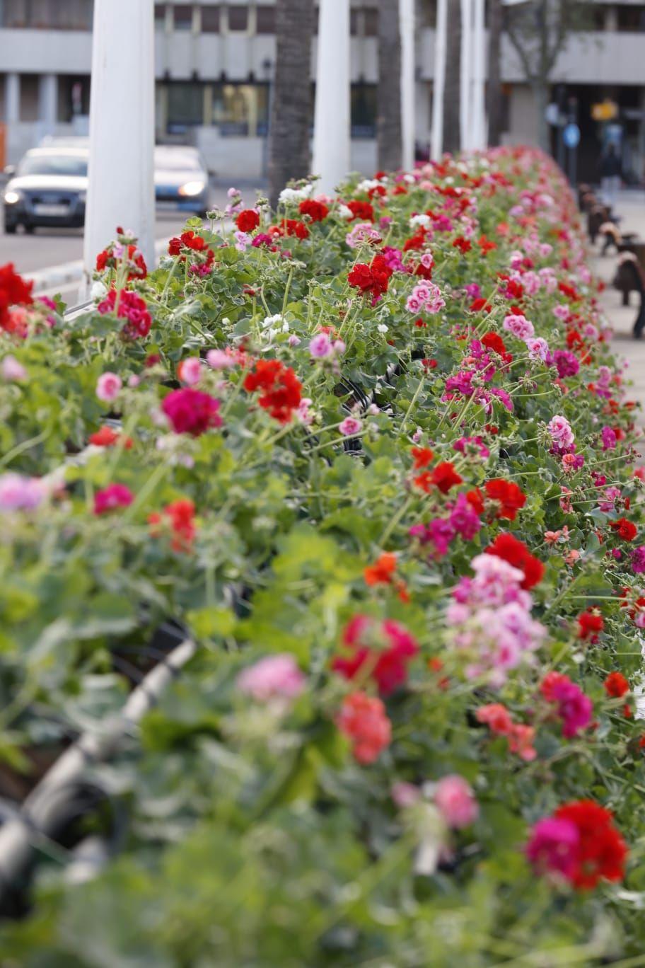 Comienzan a replantar el Puente de las Flores