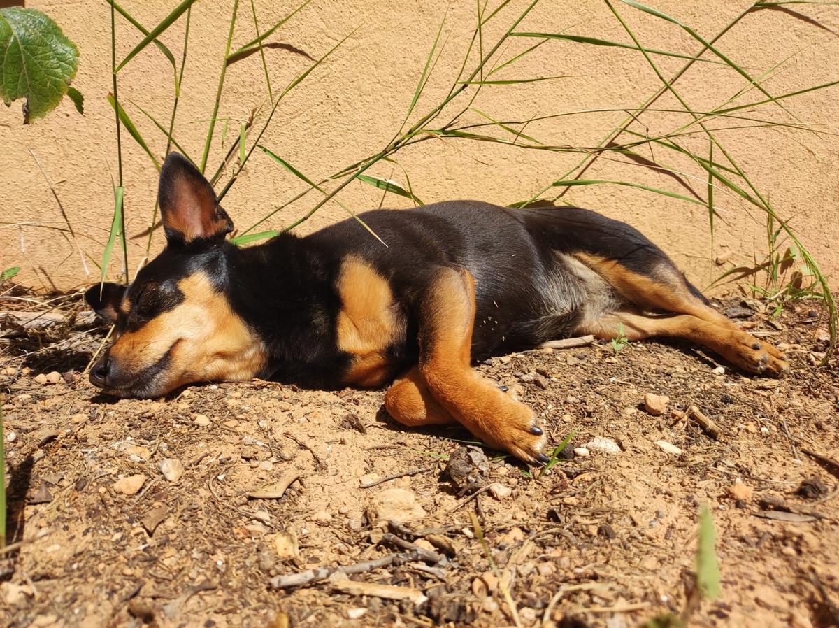 Un perro toma el sol en el jardín