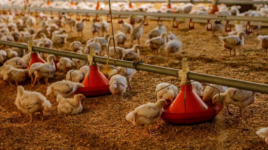 Los ganaderos valencianos descartan posibles contagios del brote de gripe aviar en las granjas