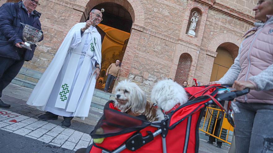 Bendición de San Antón en Torrevieja