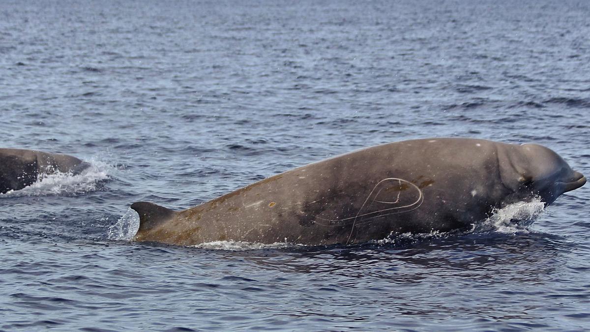 Una pareja de zifios de Cuvier avistados en el Mar de Las Calmas, El Hierro, durante los estudios de la Universidad de La Laguna.