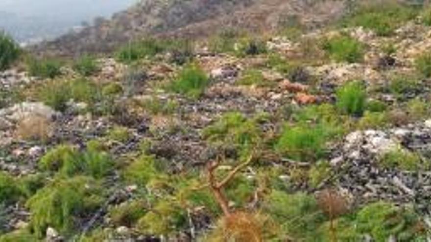 Arrancan miles de pinos que habían rebrotado tras el fuego del Montgó