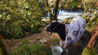 La lucha contra el reloj de una vaca en Pontevedra