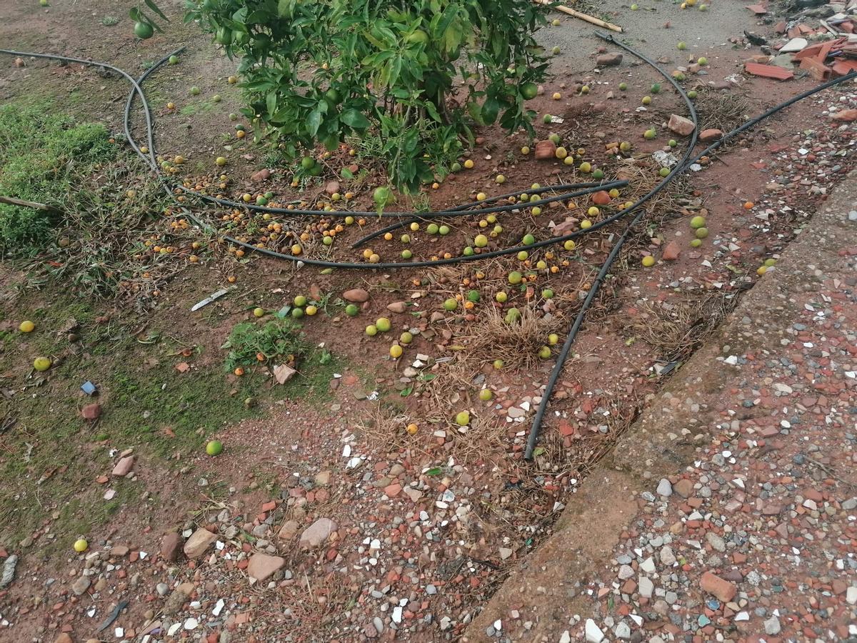 Campo de cítricos afectado por la DANA.