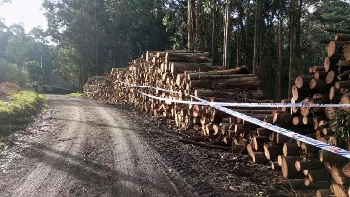 Imagen de archivo de una tala precintada por la Policía.