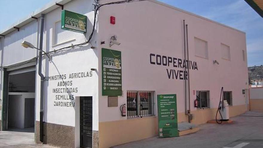 La cooperativa de Viver apuesta por  la agricultura en el sector oleícola