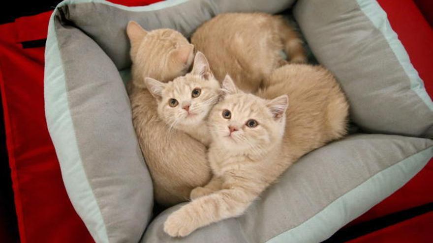 Varios gatos en una cesta para transportar mascotas.