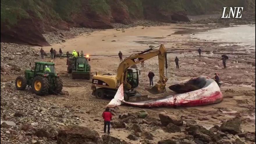 Operativo de rescate para sacar la gran ballena varada en Caravia