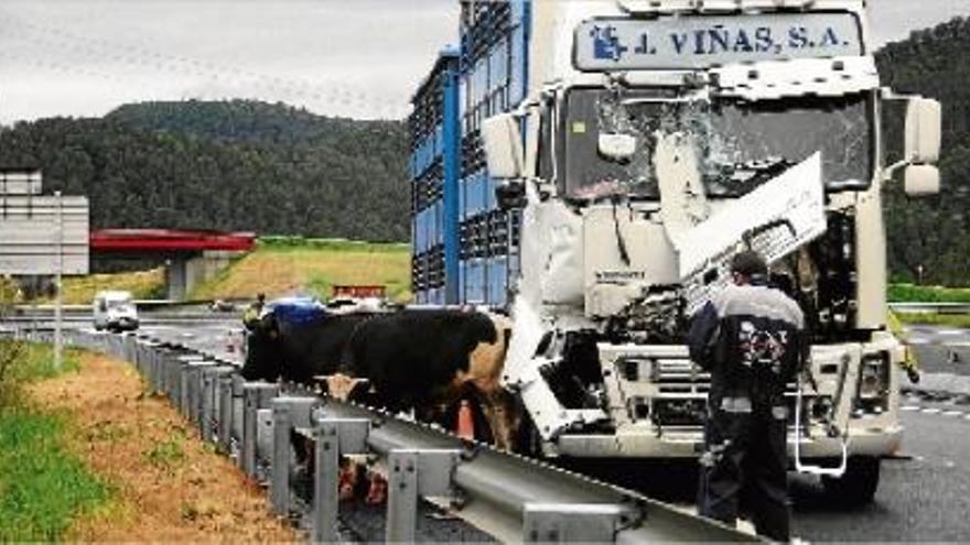 Camió implicat en un accident a l&#039;eix Transversal, a Santa Maria d&#039;Oló, i, al voral, les vaques que portava