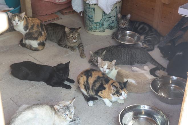 En riesgo el futuro de 400 gatos de Alicante debido a la delicada situación de su protectora