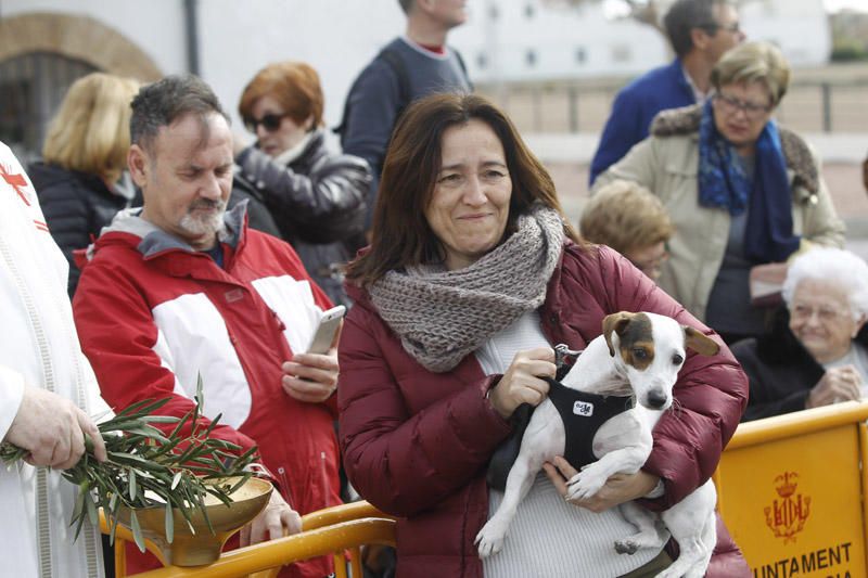 Benidición de animales en la Ermita de Vera y en la Punta