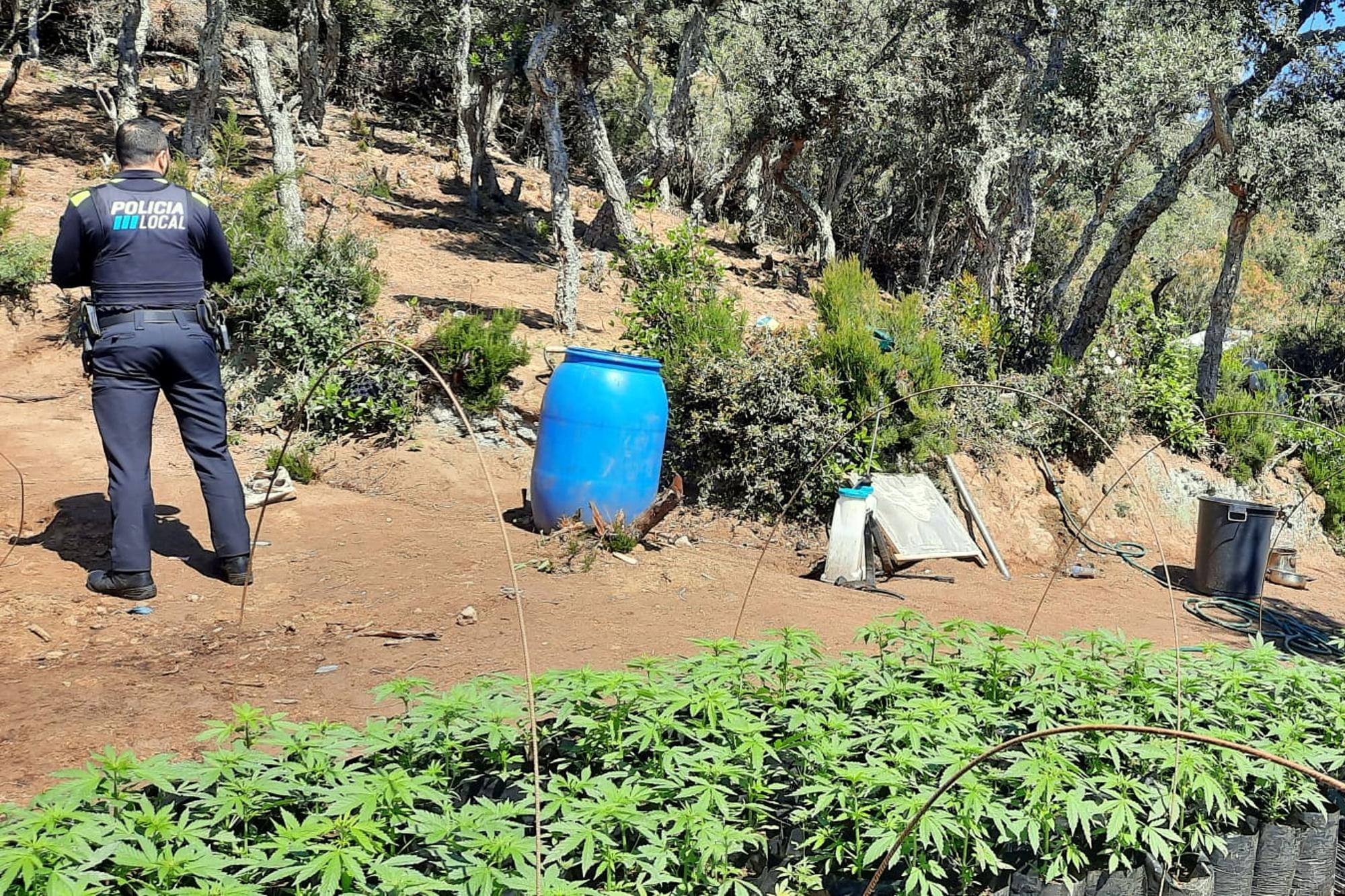 Desmantellen un cultiu de Marihuana a Vidreres