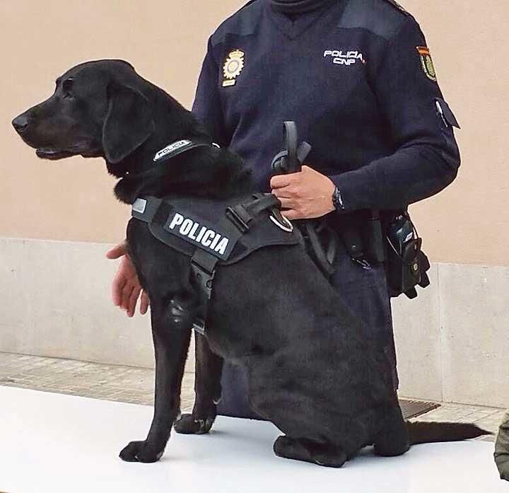 Diada de la Policía Local en Llucmajor