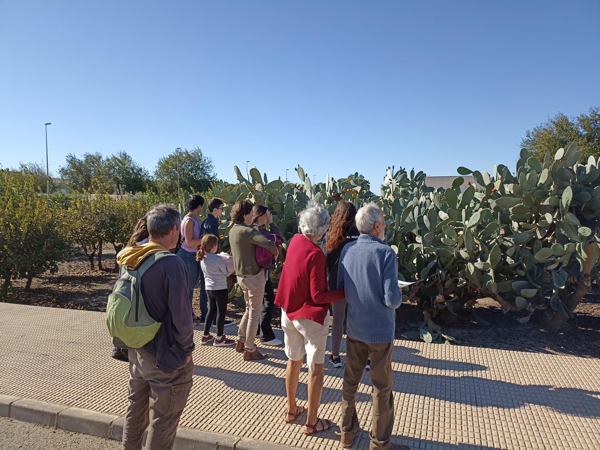 Un paseo botánico por el Museo de Ciencias en Orihuela para conocer más de 60 especies