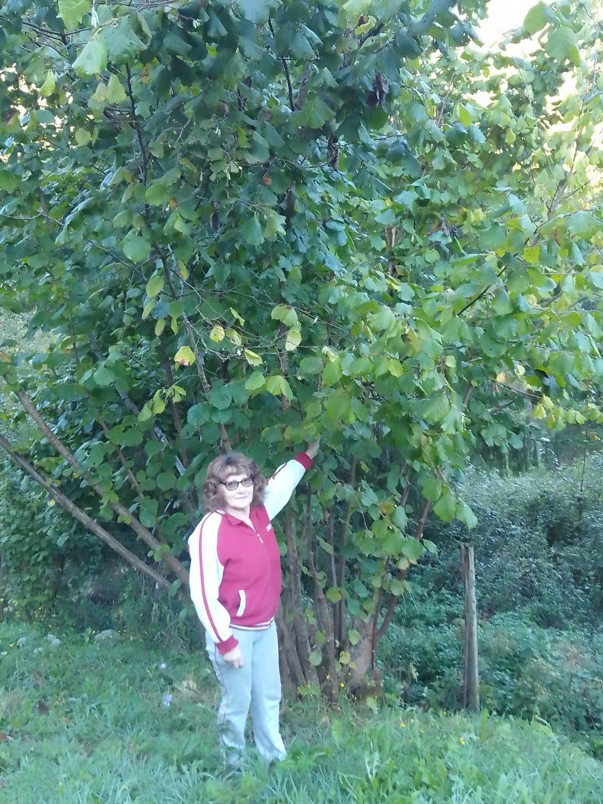Victoria Espina junto a sus avellanos en El Piñuecu, Piloña
