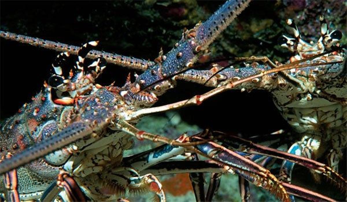 Langostas típicas de las aguas caribeñas.