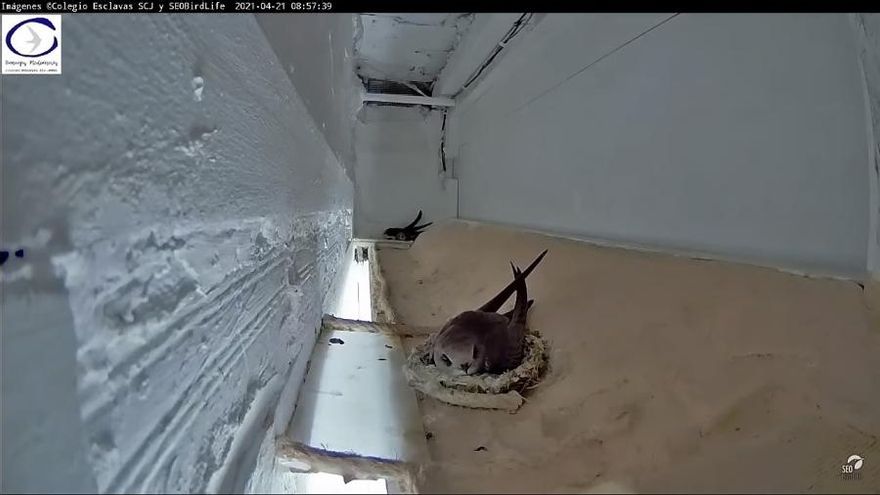 Naturaleza en directo: observa una pareja de vencejos pálidos en su nido