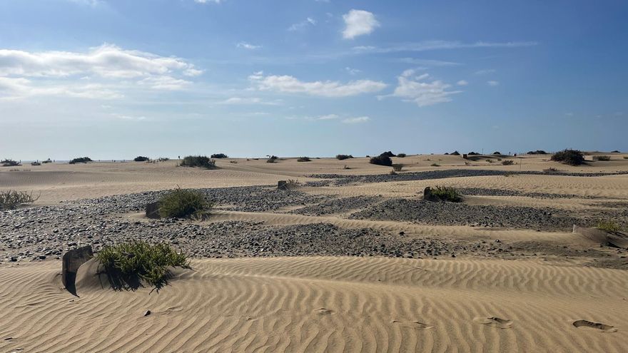 El censo de balancones en las dunas de Maspalomas triplica al de antes del inicio del turismo