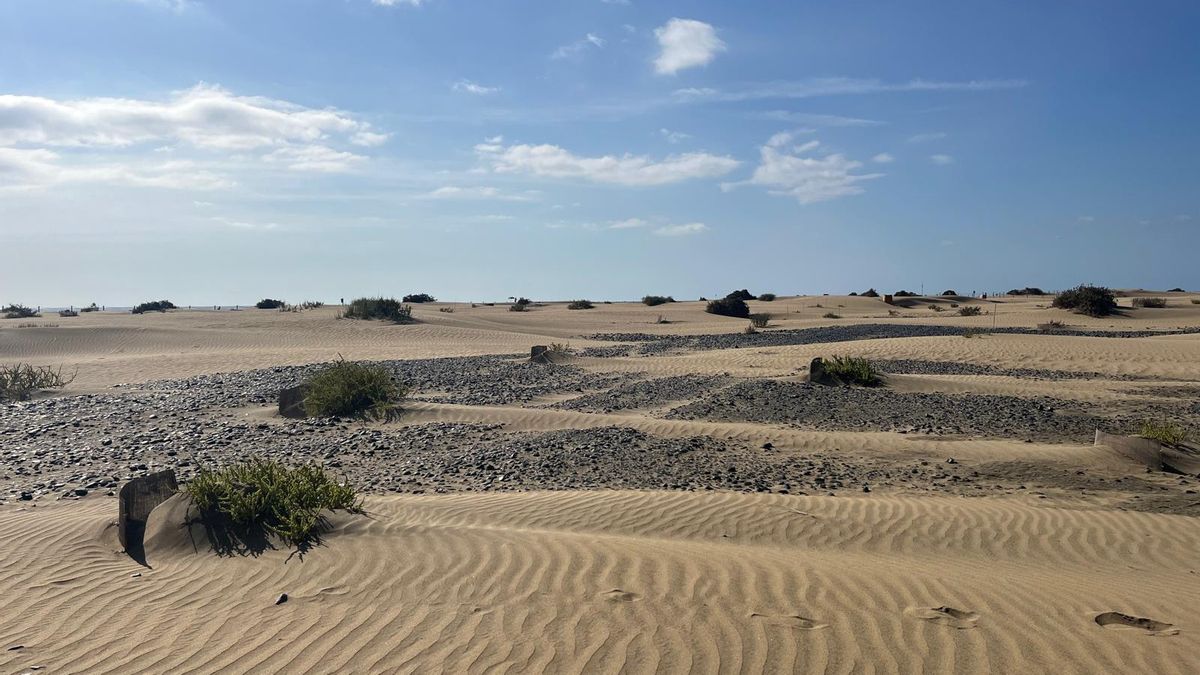 Decenas de balancones distribuidos al inicio del sistema dunar en Playa del Inglés.