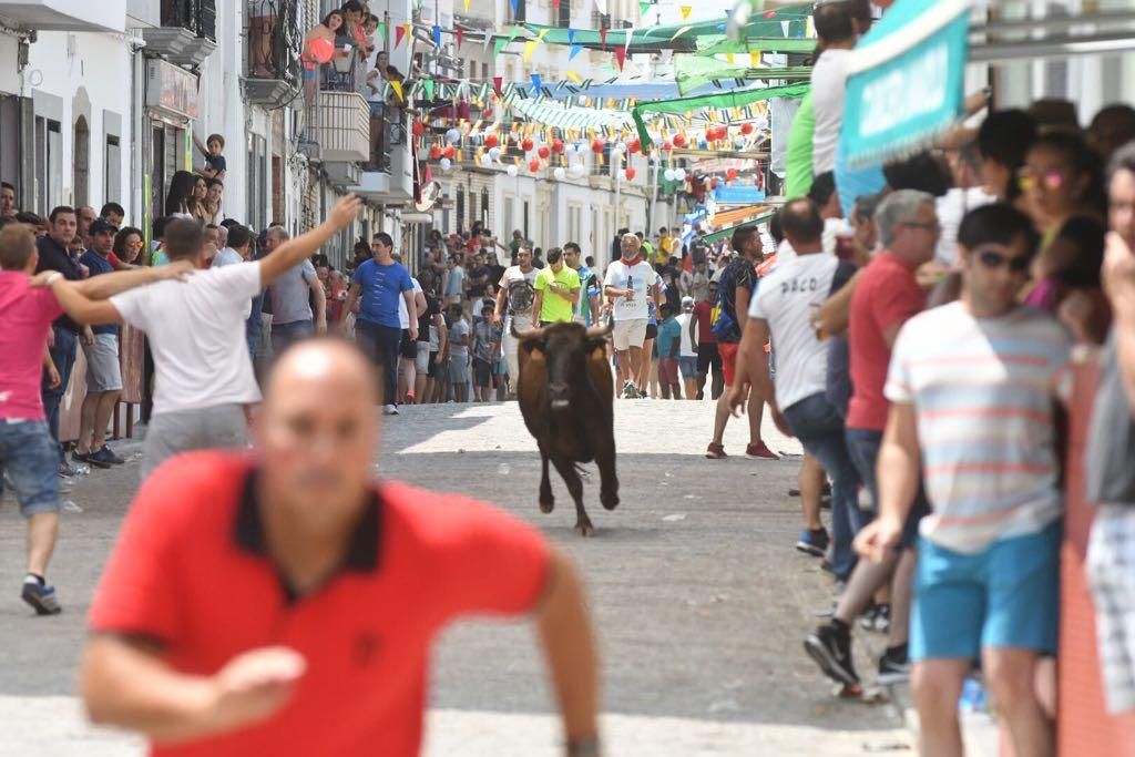 Fotogalería / Encierro de las vacas de El Viso