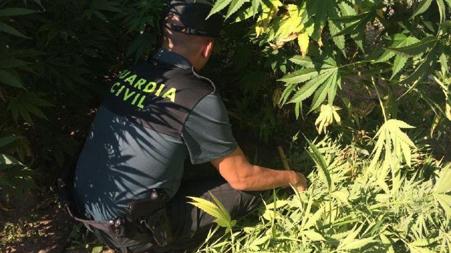 Un guardia civil durante la incautación de marihuana