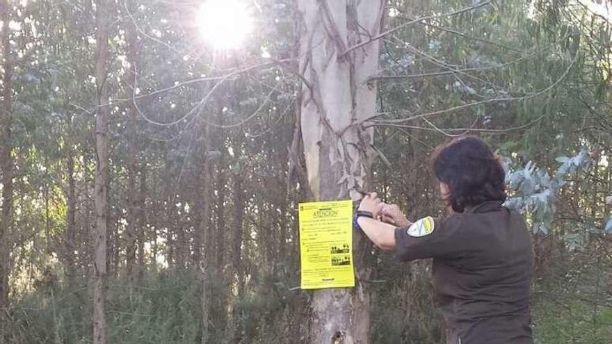 Una agente forestal colocando un cartel de aviso. // FdV