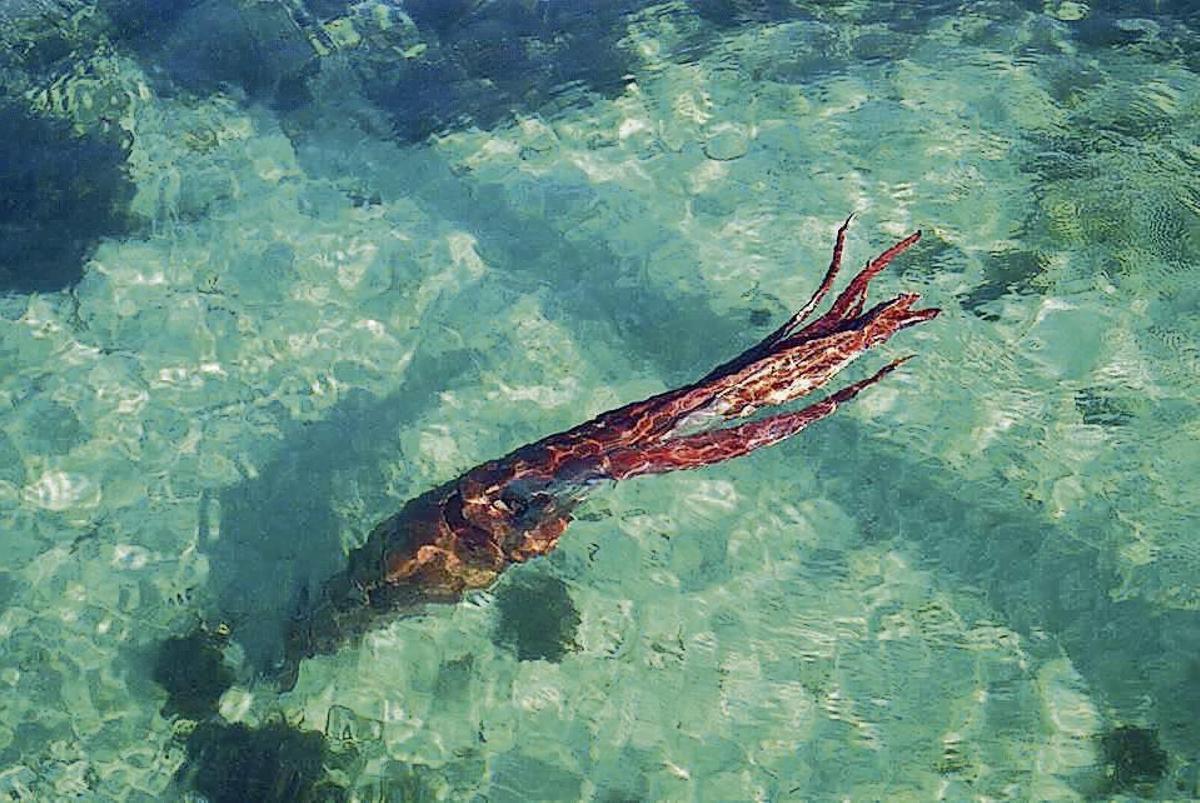 El calamar gigante de Bares fotografiado aún con vida. // Javier Ondicol