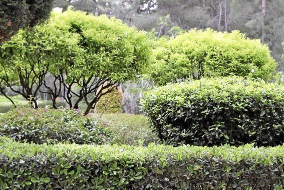 In den Jardines von Marivent: alte Bäume, organische Formschnitte und viel Grün. Ein botanischer Rundgang mit der Gartenarchitektin Erika Könn.