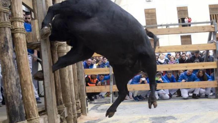 Uno de los toros del «Bou en Corda», el viernes pasado.